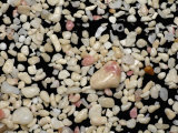 Close-Up of Sand Composed of Pieces of Shell from Elbow Cay  Bahamas