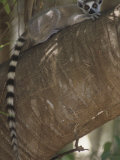 Ring-Tailed Lemur  Lemur Catta  Berenty Reserve  Madagascar  Africa