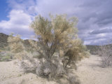 Smoke Tree  Dalea Spinosa  in a Desert Wash  Joshua Tree National Park  California  USA