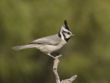 Bridled Titmouse (Baeolophus Wollweberi) on a Branch  Southern Arizona  USA