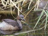 Australasian Grebe  Tachybaptus Novaehollandiae  Australia