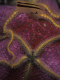 Spiny Brittle Stars (Ophiothrix Spiculata) California  USA
