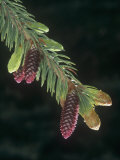 White Spruce Young Female or Seed Cones and Needles in the Spring (Picea Glauca)