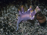 Nudibranch  Dendronotus Diversicolor  California  Usa  Pacific Ocean