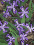Crested Dwarf Iris  Iris Cristata  Eastern North America
