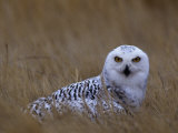 Female Snowy Owl  Nyctea Scandiaca  Standing in Dried Grass  North America