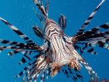 Lionfish or Turkeyfish (Pterois Volitans)  Komodo National Park  Indian Ocean