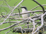 Loggerhead Shrike (Lanius Ludovicianus)  North America
