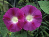 Red Morning Glory Flowers Open During the Morning  Ipomoea Coccinea