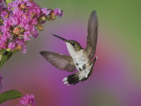 Juvenile Male Ruby-Throated Hummingbird in Flight Near a Flower (Archilochus Colubris)  Eastern USA