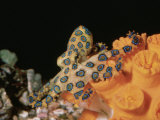 Blue-Ringed Octopus  Hapalochlaena Lunulata  Coral Sea