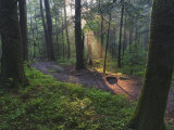Sunlight Streaming Through Hardwood Forest on Path to Laurel Falls  Great Smoky Mountains NP TN