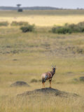 Topi on an Eroded Termite Mound on the African Savanna  Damaliscus Lunatus   Kenya