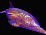 3D Mri Scan of a Dolphin