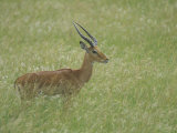 Impala Buck in Tall Savanna Grass  Aepyceros Melampus  Kenya  Africa