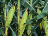 Ears of Corn on the Stalk (Zea Mays)