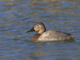 Female Canvasback Duck Swimming (Aythya Valisineria)  North America