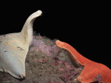 Bat Stars (Asterina Miniata) Competing  California  USA
