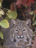 Bobcat Face (Lynx Rufus)  North America