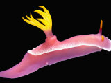 Nudibranch