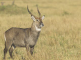 Defassa Waterbuck Male on the Savanna  Kobus Ellipsiprymnus Defassa  Kenya  Africa