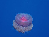 Crown Jellyfish (Netrostoma Setouchina)  Red Sea  Egypt