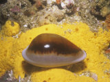 Chestnut Cowry (Cypraea Spadicea)  Southern California  Usa  Pacific Ocean