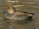 Male Gadwall Duck Swimming  Anas Strepera  North America
