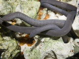 Worm Salamanders (Typhlonectes Compressicauda)  Brazil