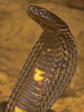 Black Pakistani Cobra  Naja Naja Karachiensis