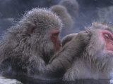Snow Monkeys Grooming While Soaking in a Hot Spring (Macaca Fuscata)  Japan  Asia