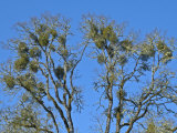 Pacific or Oak Mistletoe (Phoradendron Villosum) on an Oak Host (Quercus)  Roseburg  Oregon  USA