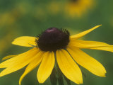 Black-Eyed Susan Composite Flower  Rudbeckia Hirta  USA