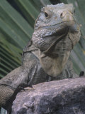 Grand Cayman Blue Iguana  Cyclura Nubila Lewisi  an Endangered Species  Grand Cayman Island