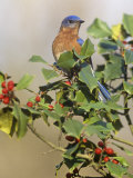 Male Eastern Bluebird in Holly (Sialia Sialis)  North America Missouri State Bird