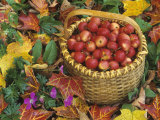 Basket of Harvested Columbia Crabapples Among Fall Leaves  Malus