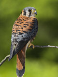 Male American Kestrel (Falco Sparverius)  USA