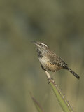 Cactus Wren on an Agave Leaf (Campylorhynchus Brunneicapillus)  Sonoran Desert  Arizona  USA