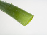 Close Up of Aloe Vera Plant