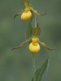 Yellow Lady's Slipper  Cypripedium Calceolus  Orchidaceae  North America