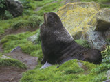Northern Fur Seal on Shore  Callorhinus Ursinus  Pribilof Islands  Alaska  USA