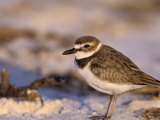 Wilson's Plover  Charadrius Wilsonia  North America