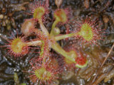 Sundew Carnivorous Plant (Drosera)