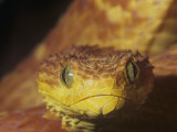 African Bush Viper Red Color Phase  Atheris Squamiger  Central and Western Africa