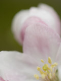 Close-Up of an Apple Blossom and its Flower Parts in the Spring