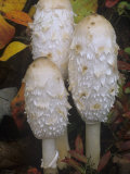 Shaggy Mane Mushrooms  Coprinus Comatus  Central USA