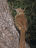 Brown Thrasher  Toxostoma Rufum  North America