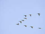 Mallard Ducks Flying in a V Formation (Anas Platyrhynchos) USA