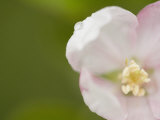 Apple Blossom