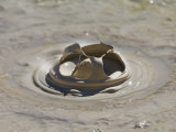 Bubbling Mudpot  Boiling Springs Lake  Lassen National Park  California  USA